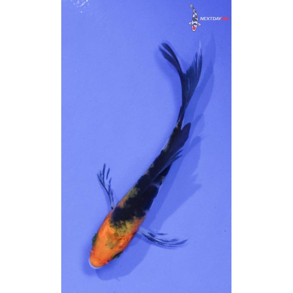 3” Imported Sanke Butterfly Koi