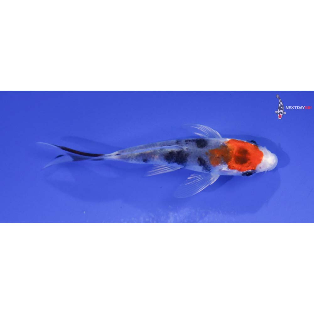 3” Imported Yamato Nishiki Butterfly Koi