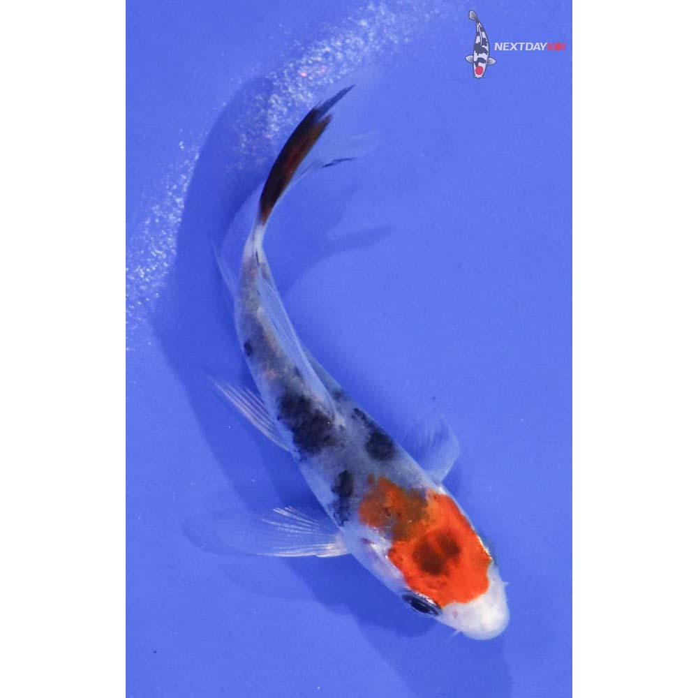 3” Imported Yamato Nishiki Butterfly Koi
