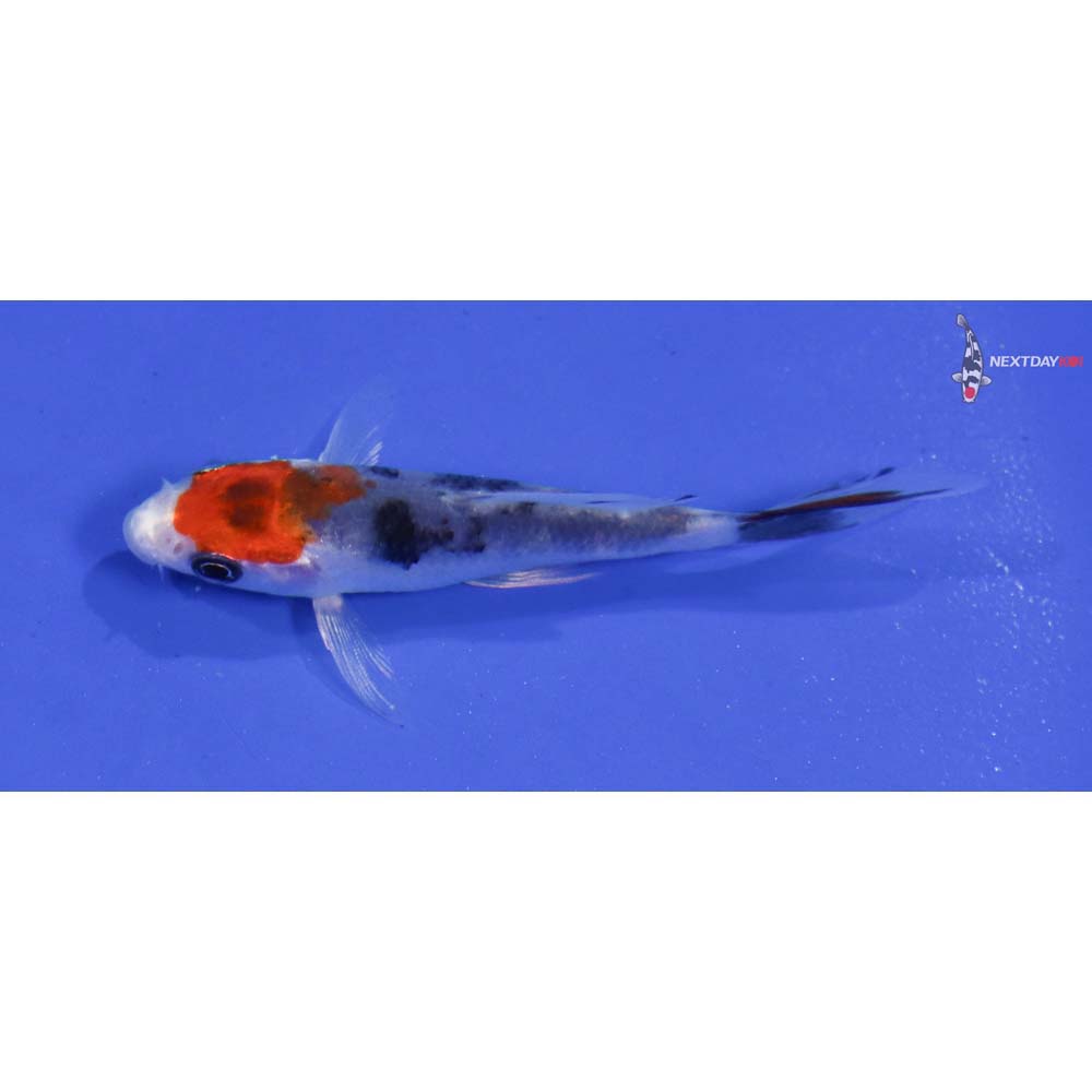 3” Imported Yamato Nishiki Butterfly Koi