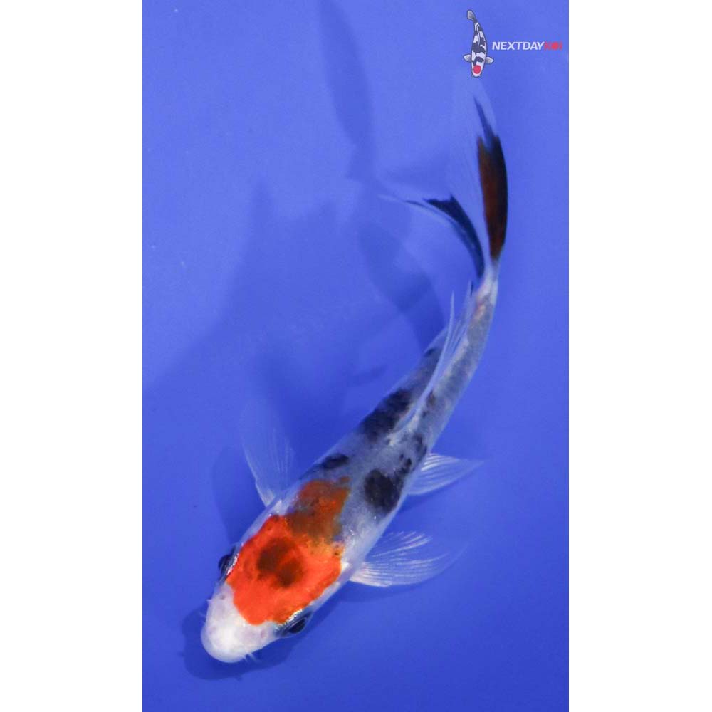 3” Imported Yamato Nishiki Butterfly Koi