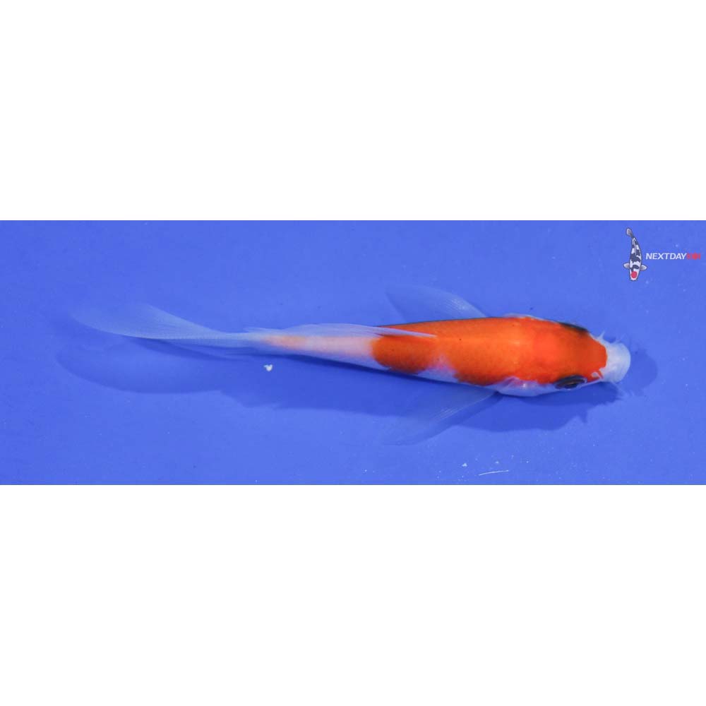 3.5” Imported Kohaku Butterfly Koi