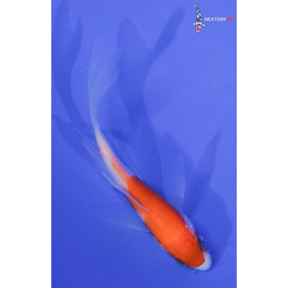 3.5” Imported Kohaku Butterfly Koi