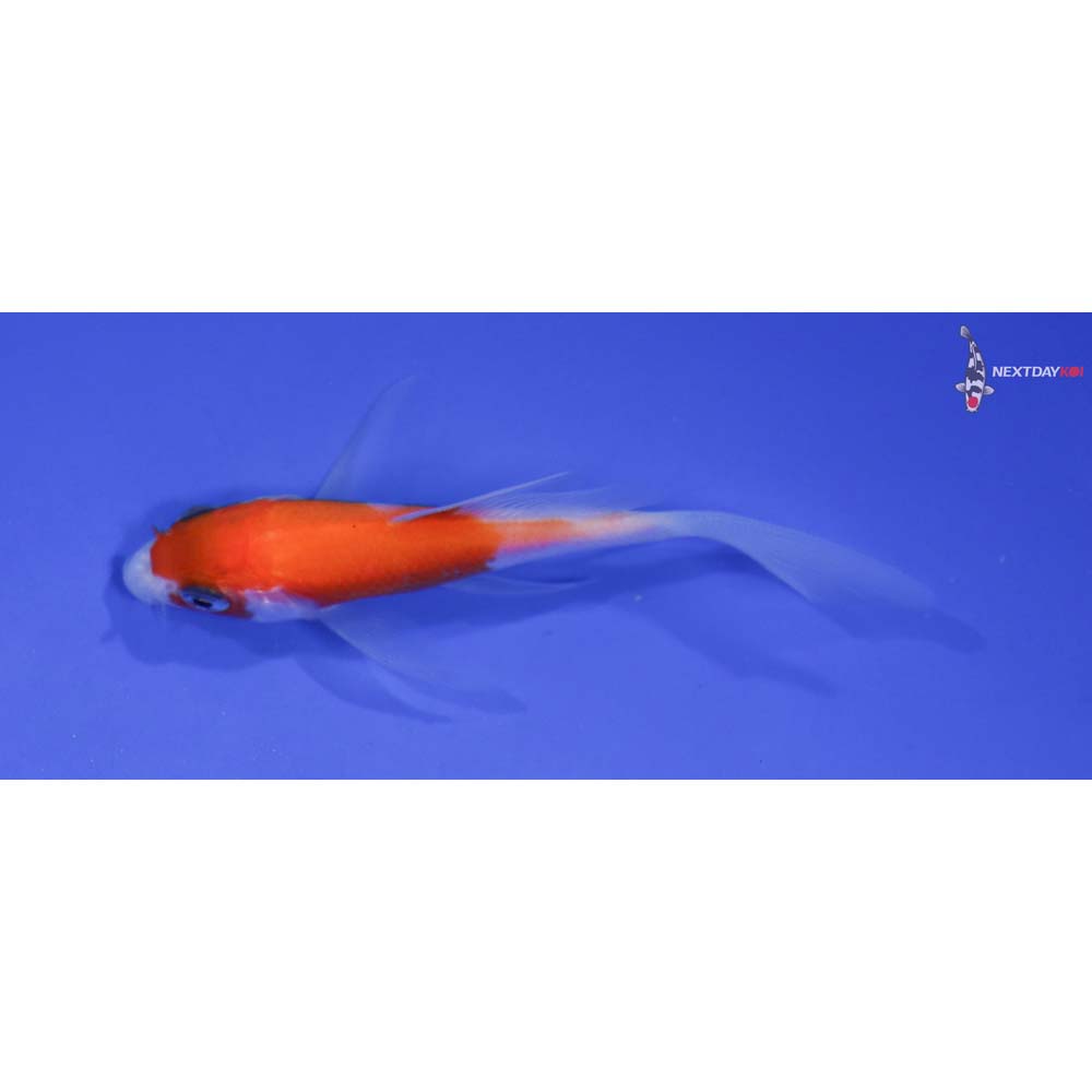 3.5” Imported Kohaku Butterfly Koi
