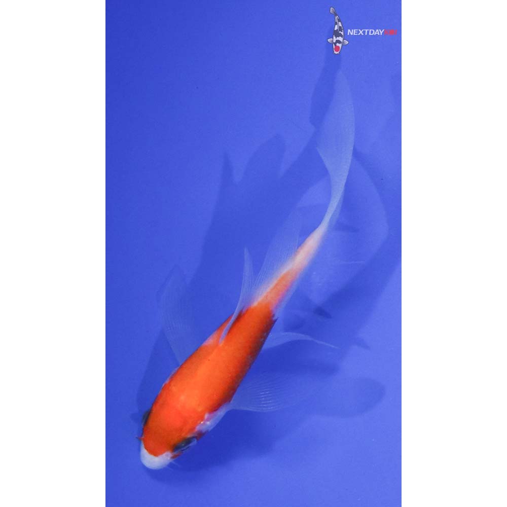 3.5” Imported Kohaku Butterfly Koi