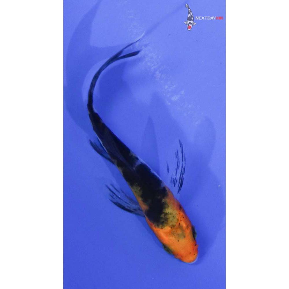 3” Imported Sanke Butterfly Koi