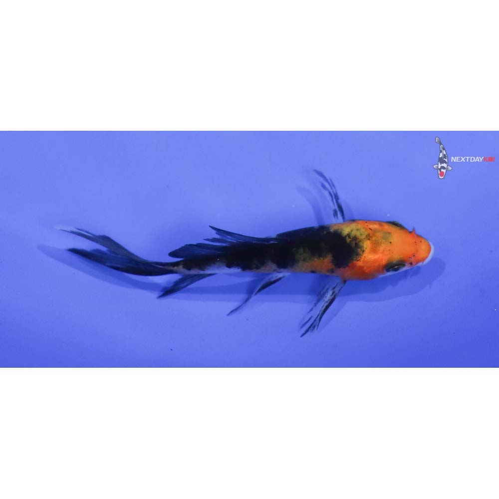 3” Imported Sanke Butterfly Koi