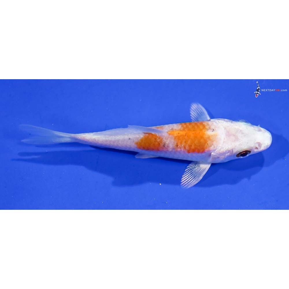 3” Imported Hariwake