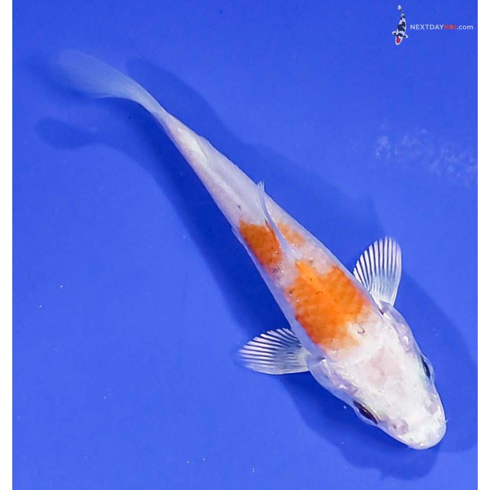 3” Imported Hariwake