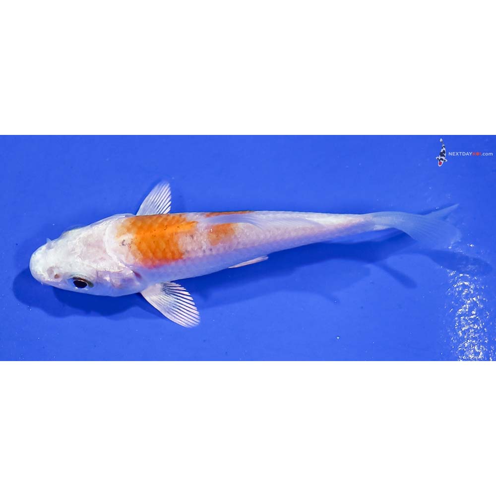 3” Imported Hariwake