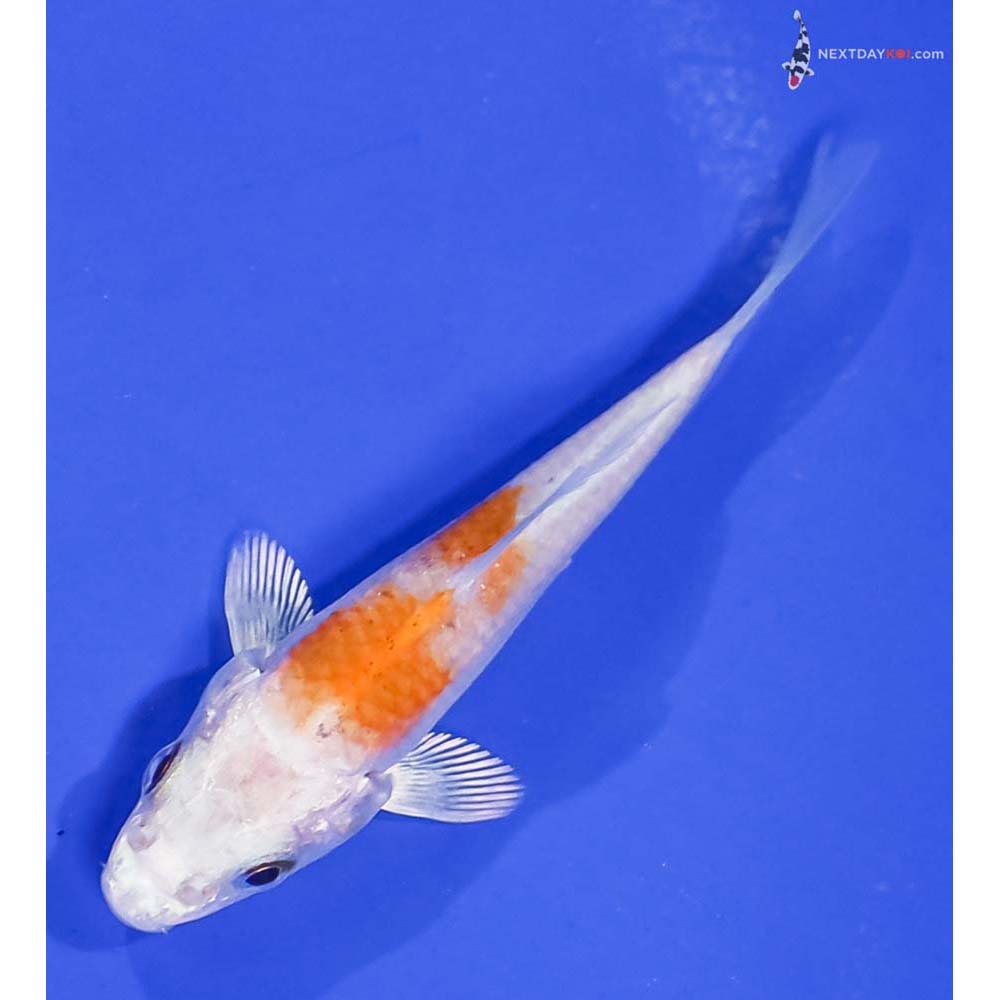 3” Imported Hariwake