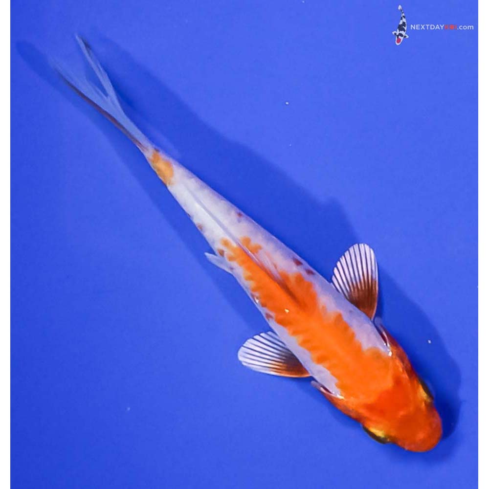 3.5” Imported Hariwake