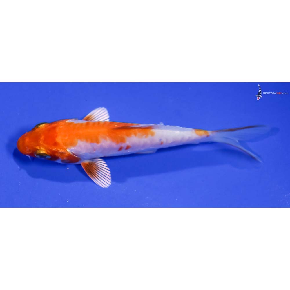 3.5” Imported Hariwake