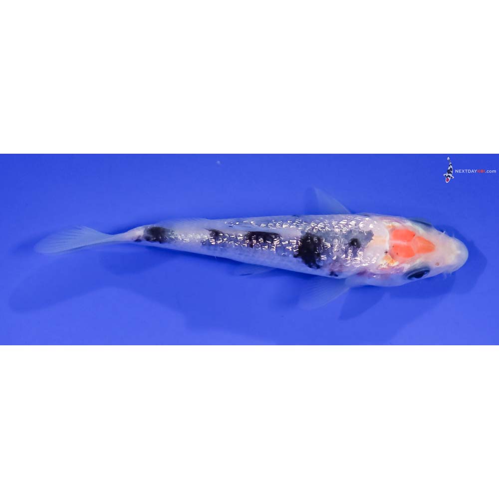3.5” Imported Gin Rin Shiro Bekko