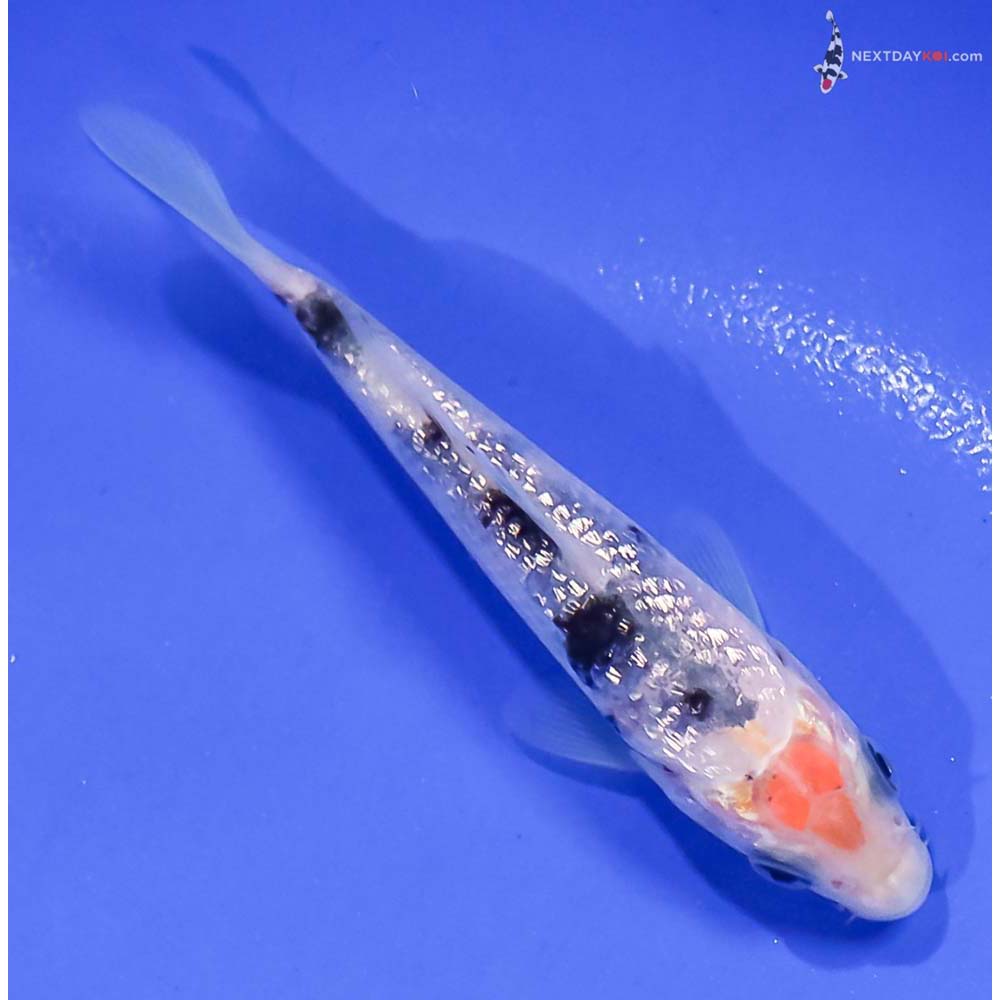 3.5” Imported Gin Rin Shiro Bekko