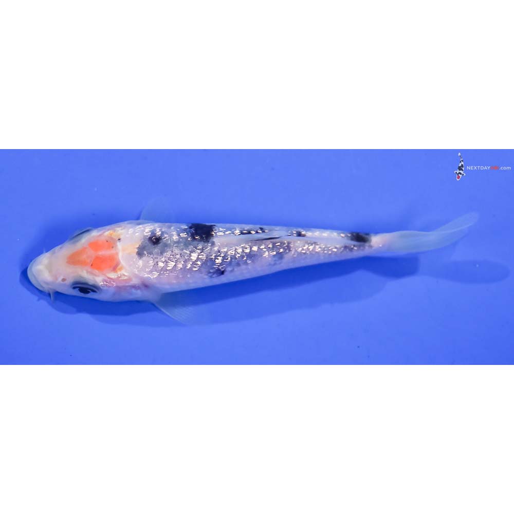 3.5” Imported Gin Rin Shiro Bekko
