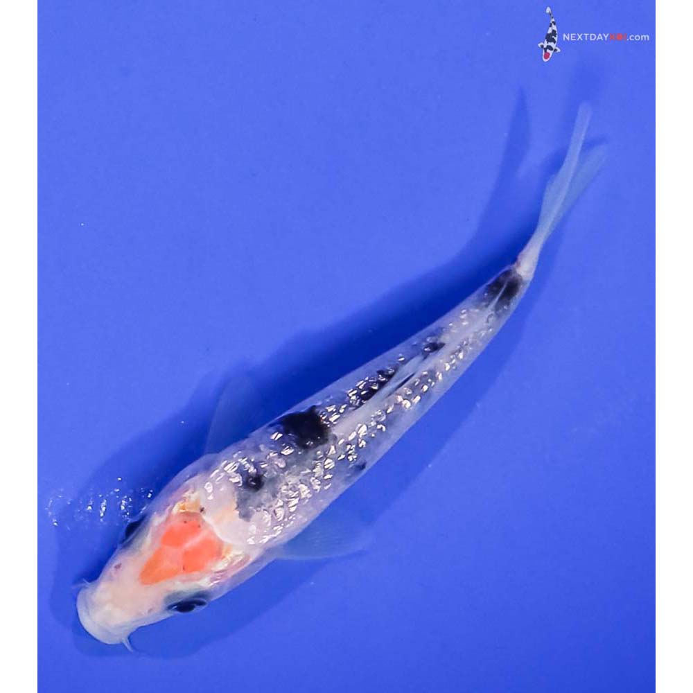 3.5” Imported Gin Rin Shiro Bekko