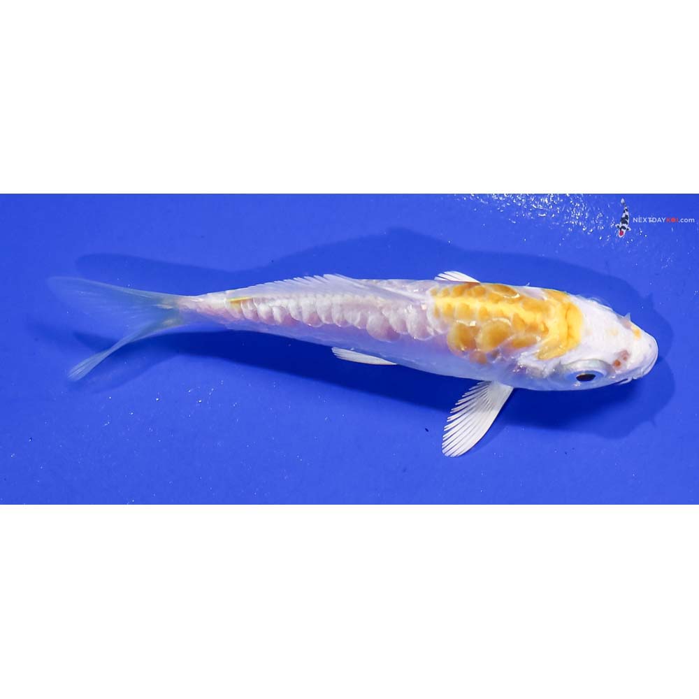 3.5” Imported Doitsu Lemon Hariwake