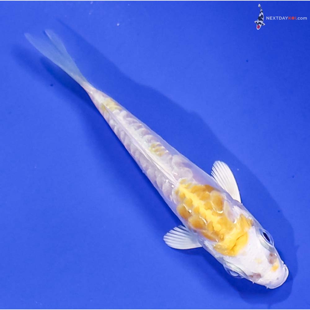3.5” Imported Doitsu Lemon Hariwake