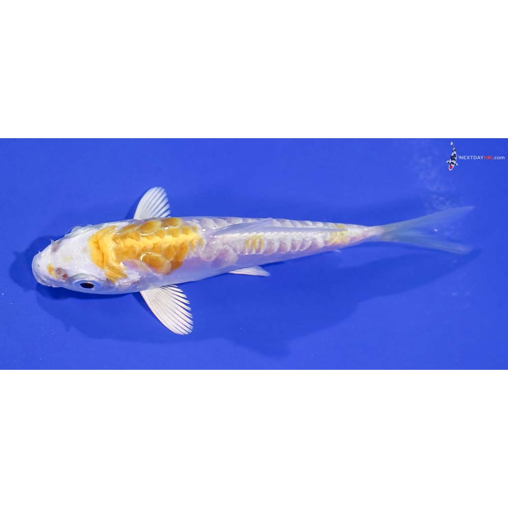3.5” Imported Doitsu Lemon Hariwake