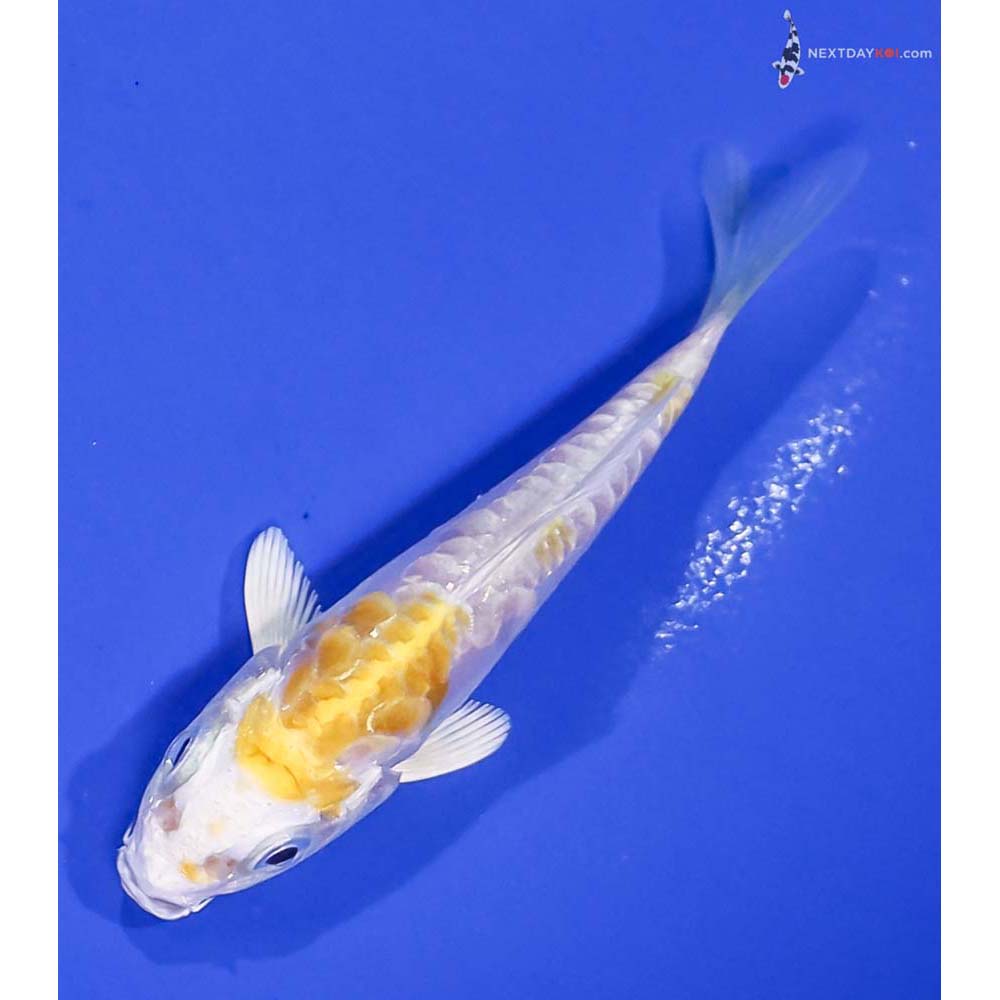 3.5” Imported Doitsu Lemon Hariwake