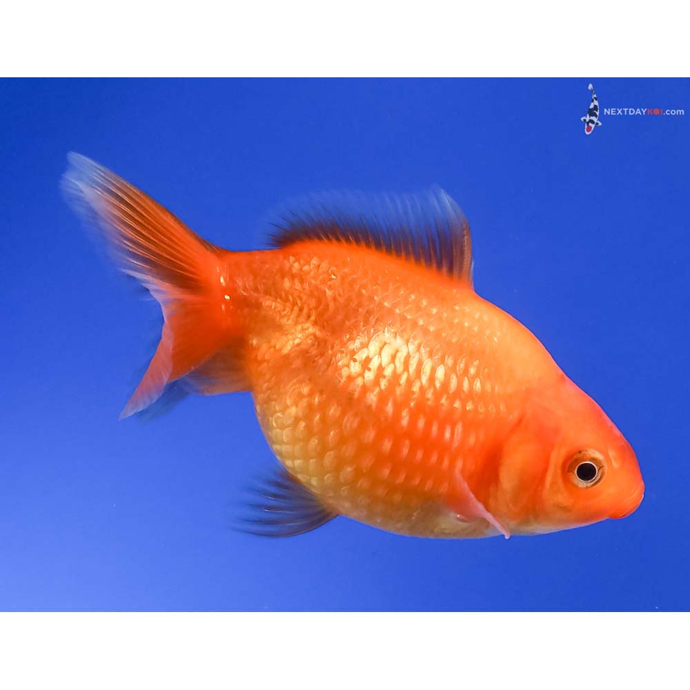 3” Imported Red Pearlscale