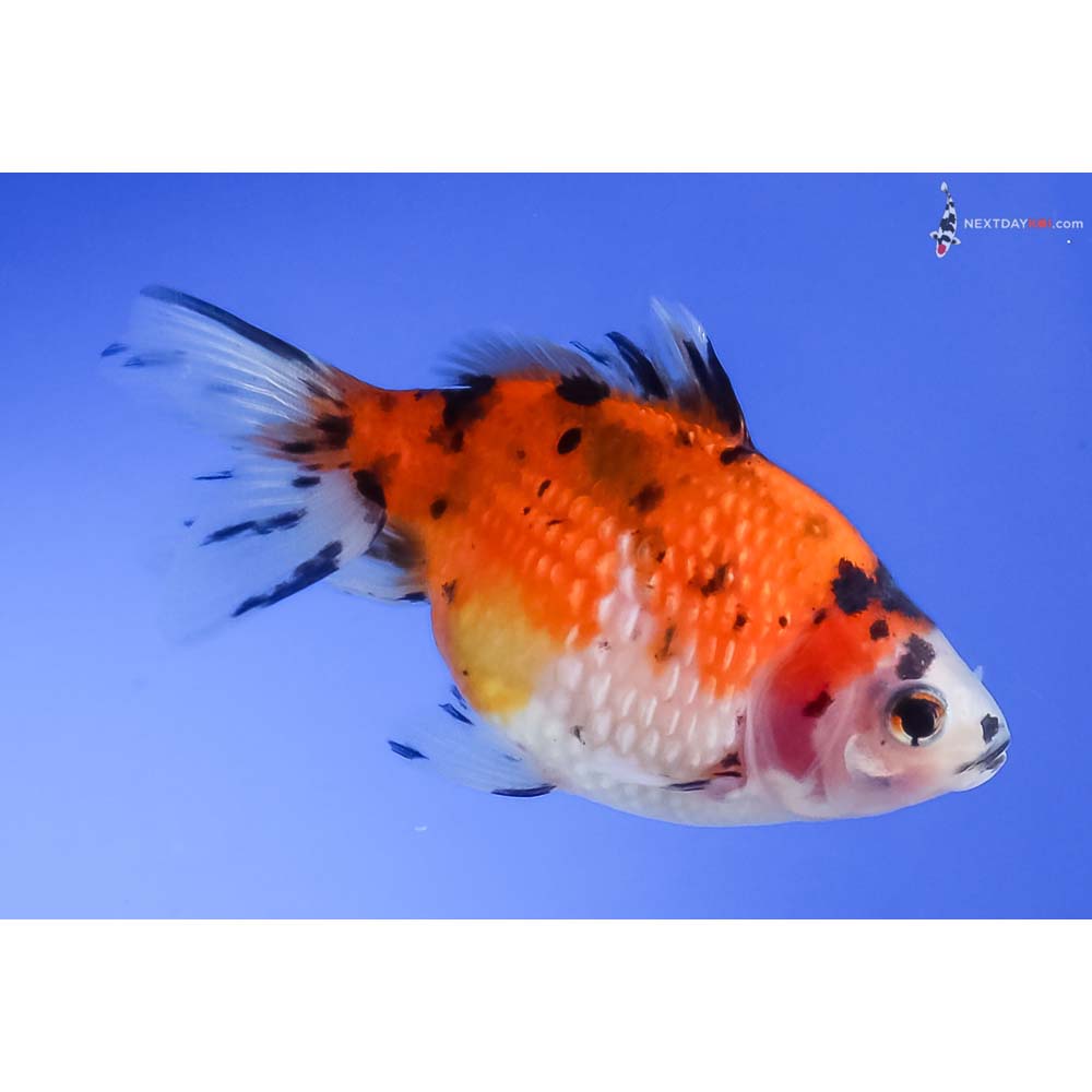 3” Imported Calico Pearlscale