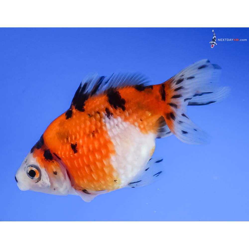 3” Imported Calico Pearlscale