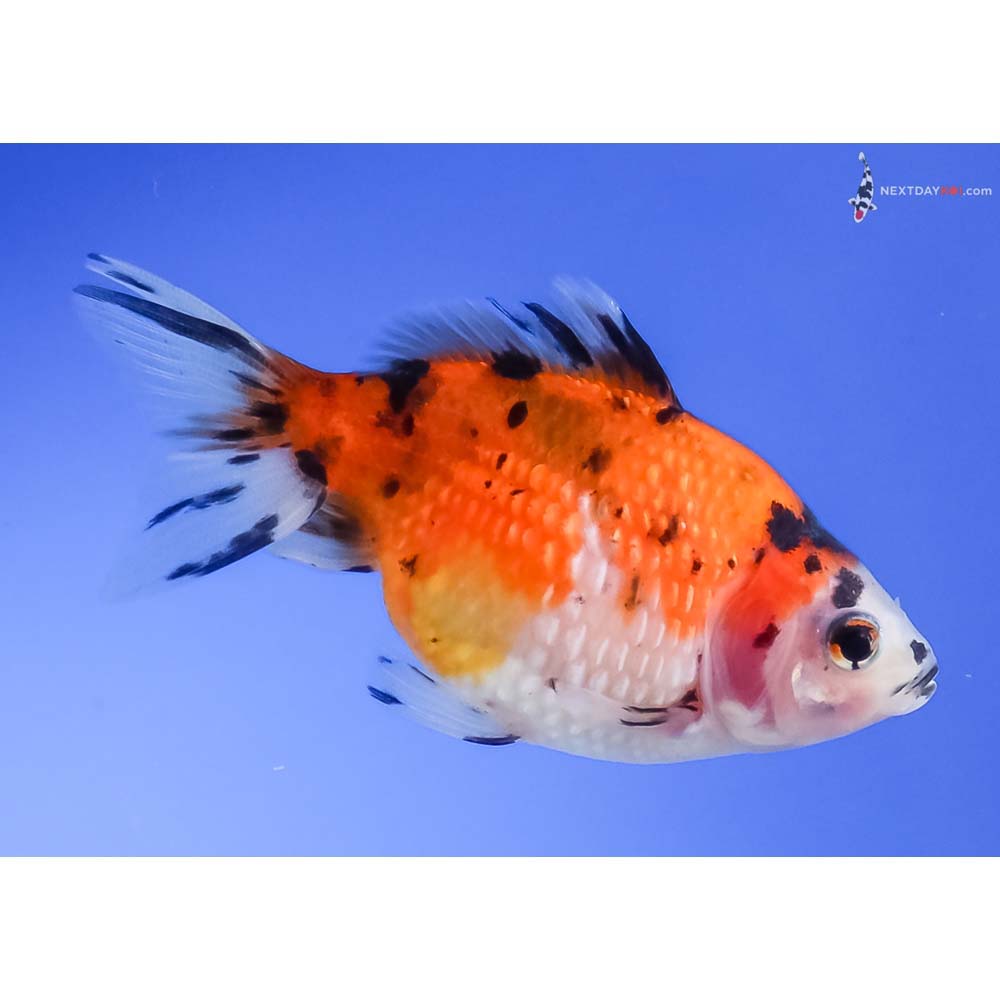 3” Imported Calico Pearlscale