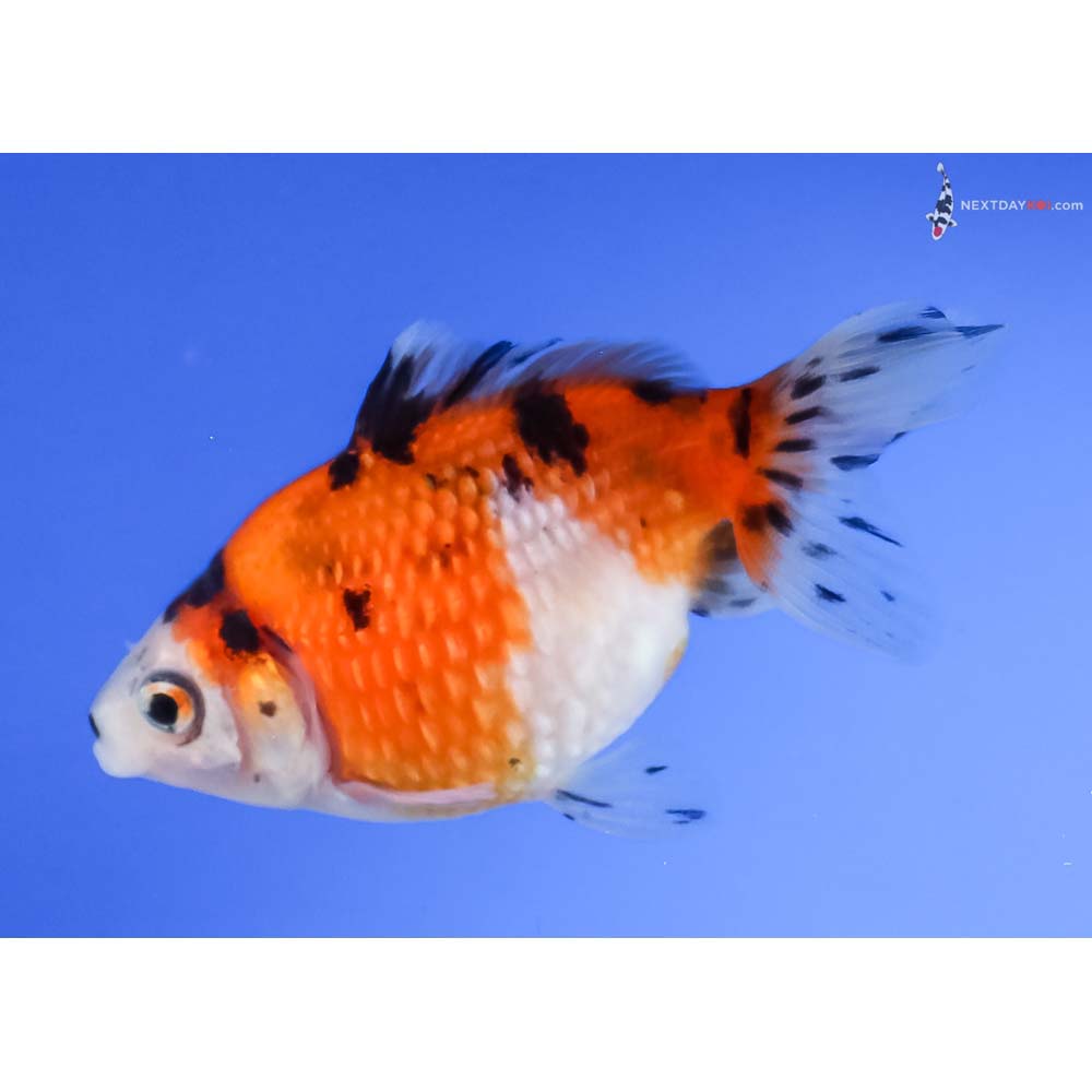 3” Imported Calico Pearlscale