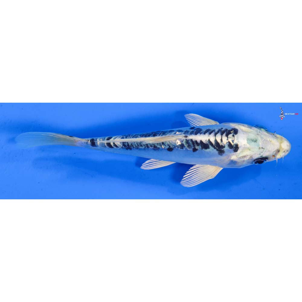 6” Imported Doitsu Blue Gin Matsuba