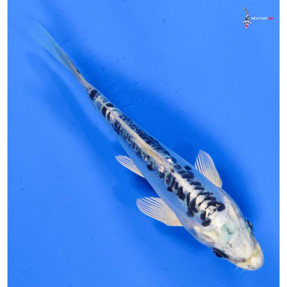 6” Imported Doitsu Blue Gin Matsuba
