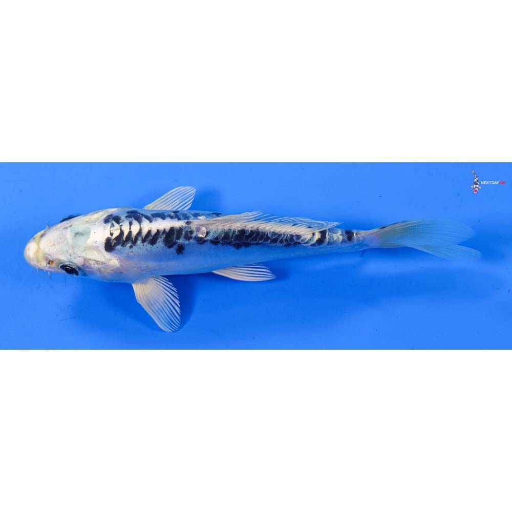 6” Imported Doitsu Blue Gin Matsuba