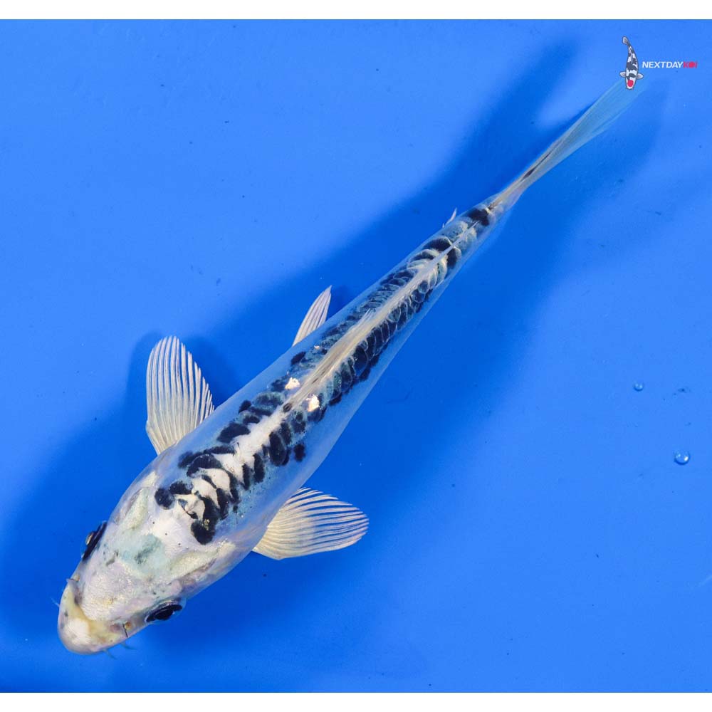 6” Imported Doitsu Blue Gin Matsuba