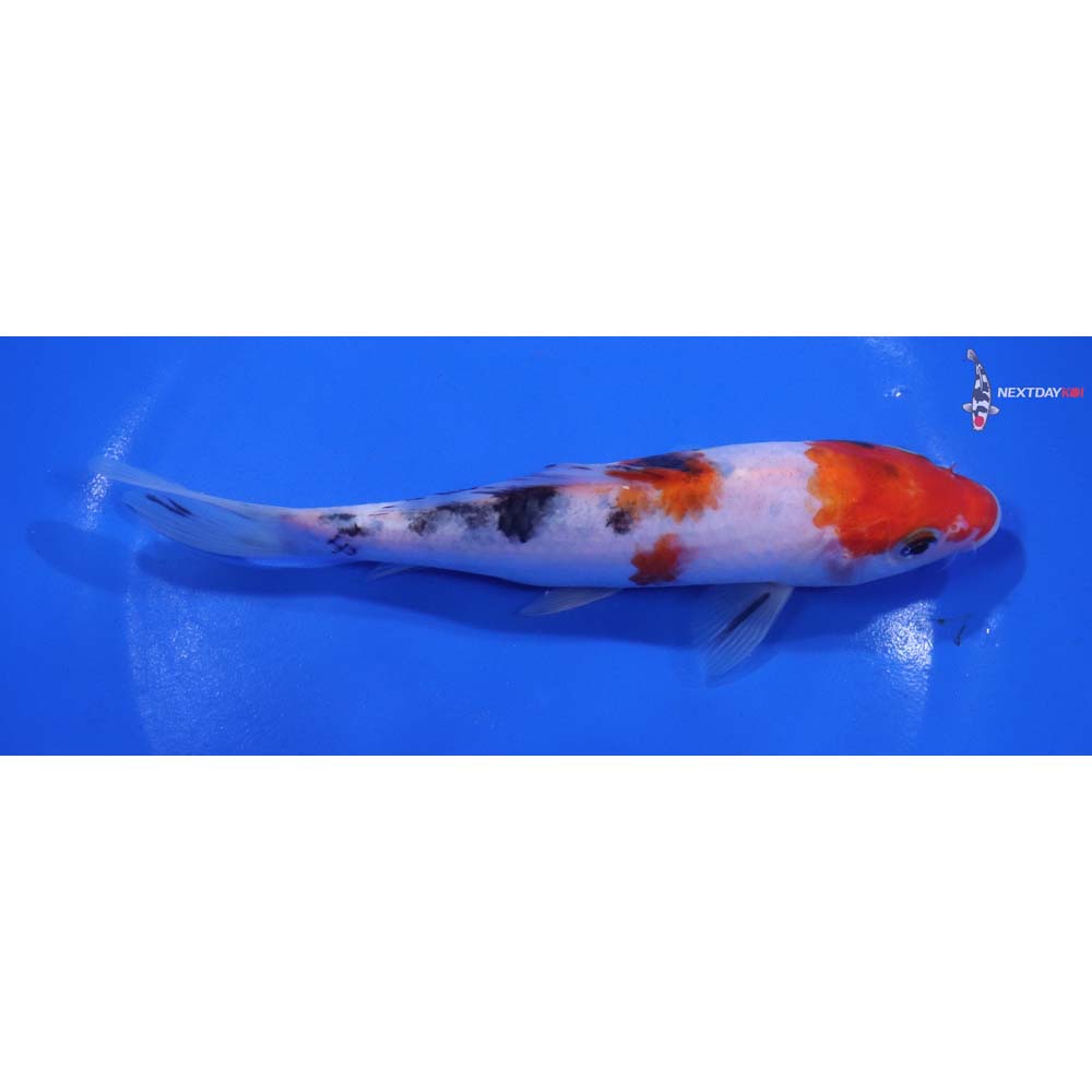 6” Imported Sanke