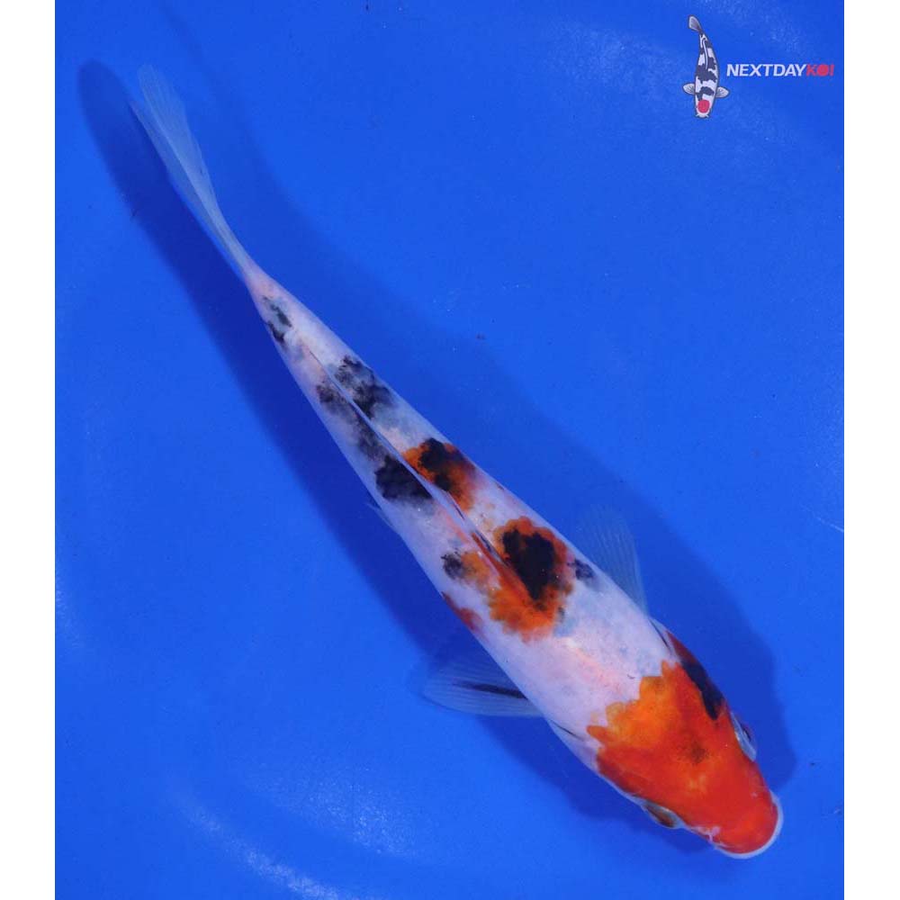 6” Imported Sanke