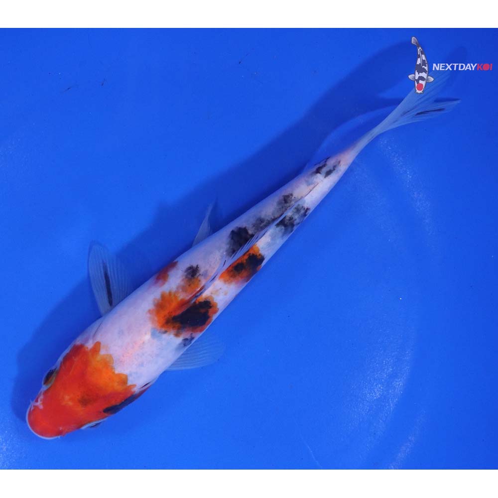 6” Imported Sanke