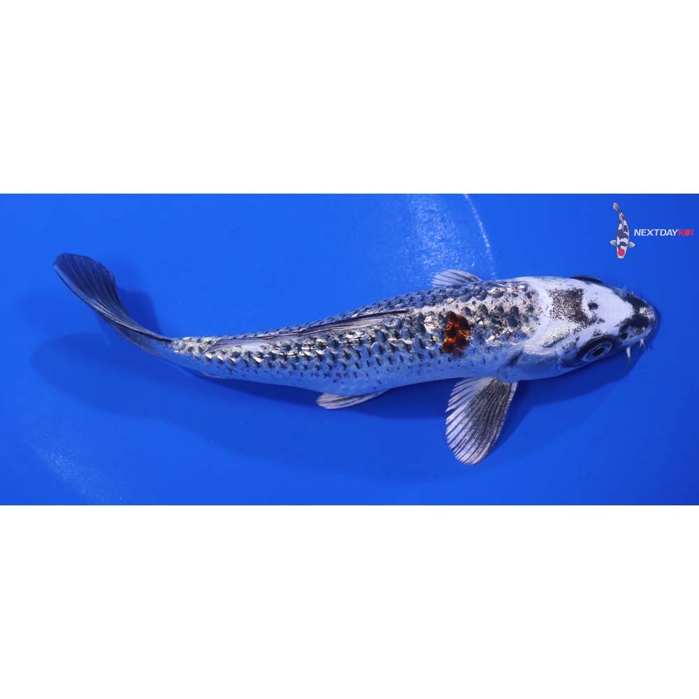 6.5” Imported Gin Rin Kujaku