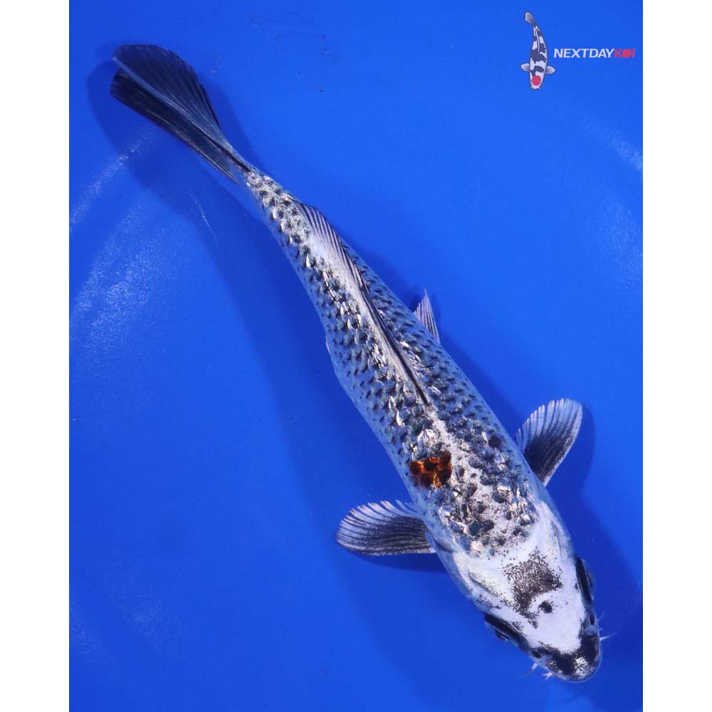 6.5” Imported Gin Rin Kujaku