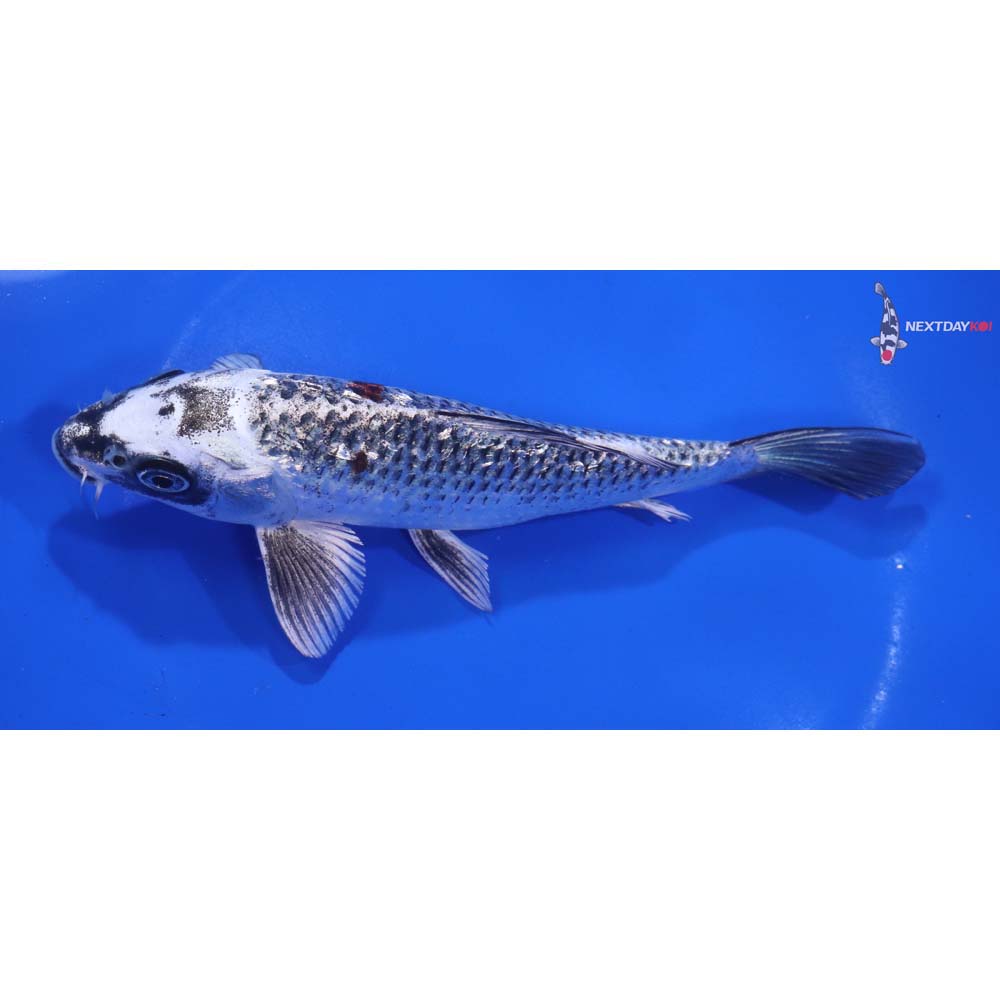 6.5” Imported Gin Rin Kujaku