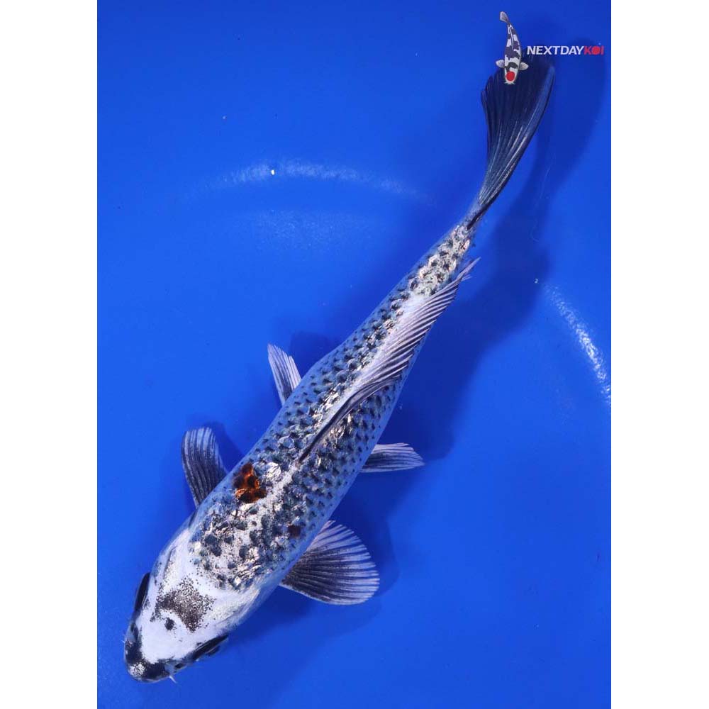 6.5” Imported Gin Rin Kujaku