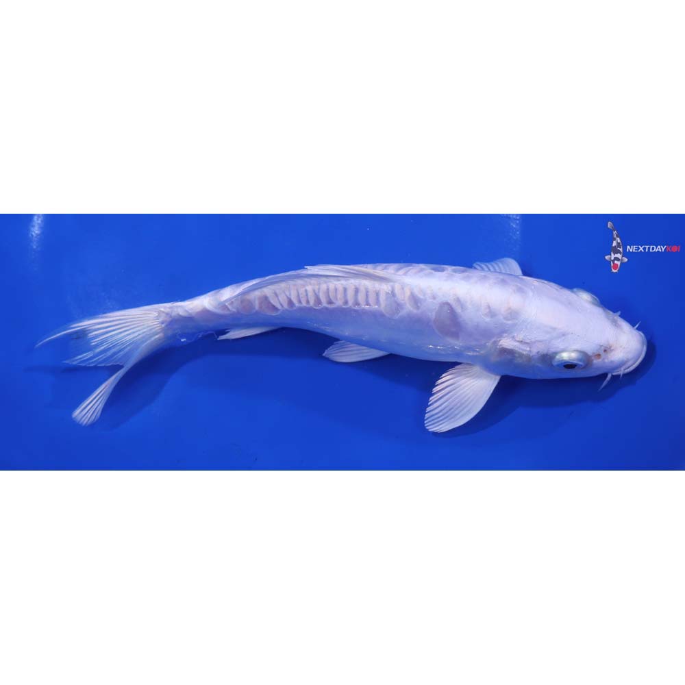 7” Imported Doitsu Platinum Ogon