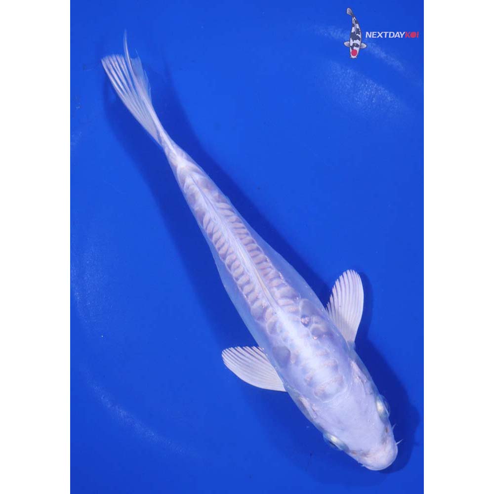 7” Imported Doitsu Platinum Ogon