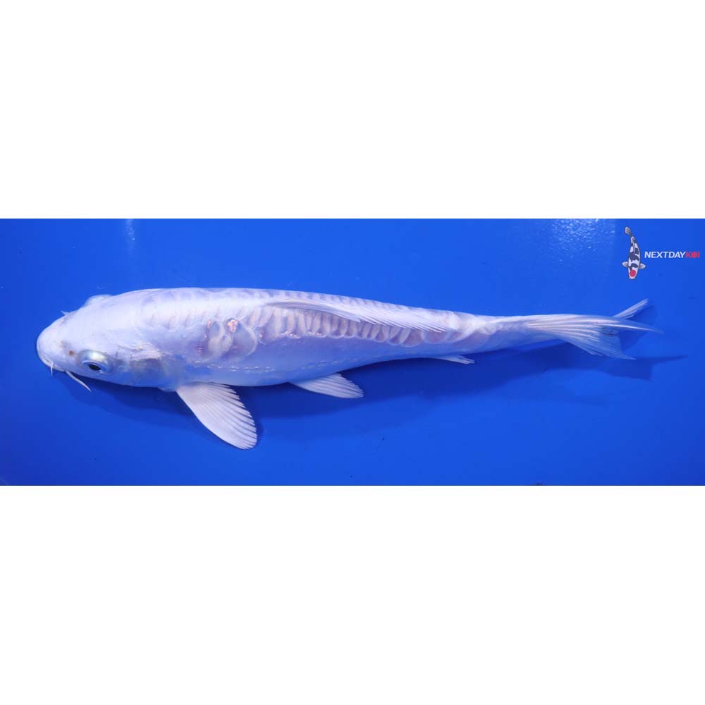7” Imported Doitsu Platinum Ogon
