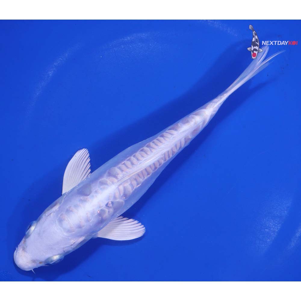 7” Imported Doitsu Platinum Ogon