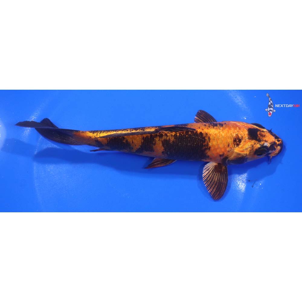 7” Imported Kin Hi Utsuri