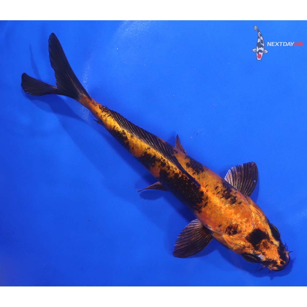 7” Imported Kin Hi Utsuri
