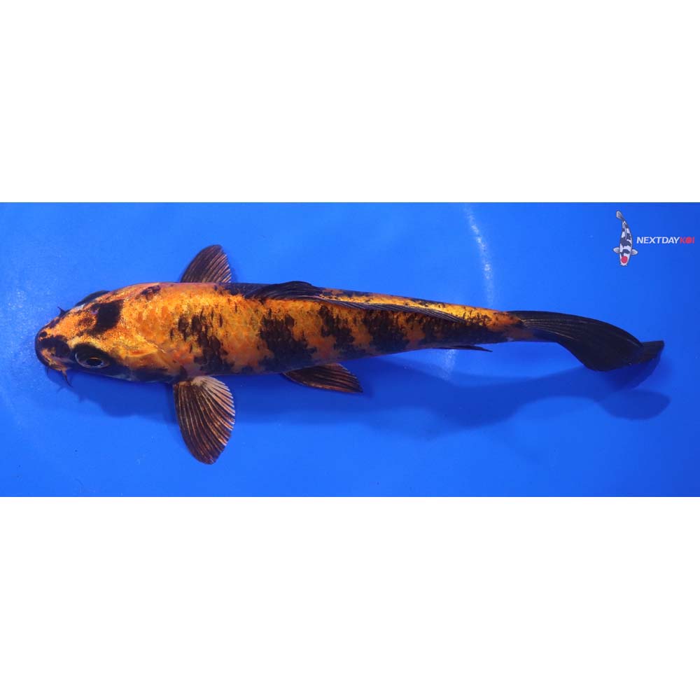 7” Imported Kin Hi Utsuri
