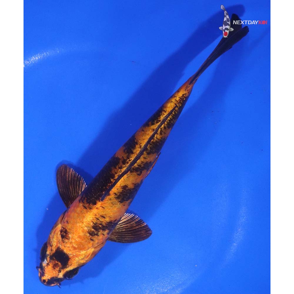 7” Imported Kin Hi Utsuri