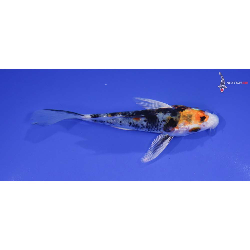 4.5” Imported Yamato Nishiki Butterfly Koi